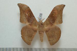  ( - BC-Basq1406)  @13 [ ] Copyright (2010) Patrick Basquin Research Collection of Patrick Basquin