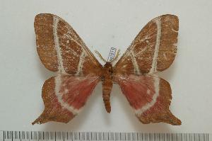  ( - BC-Basq 1511)  @12 [ ] Copyright (2010) Patrick Basquin Research Collection of Patrick Basquin