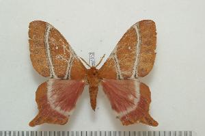  ( - BC-Basq 1512)  @12 [ ] Copyright (2010) Patrick Basquin Research Collection of Patrick Basquin