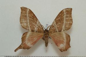  ( - BC-Basq 1516)  @13 [ ] Copyright (2010) Patrick Basquin Research Collection of Patrick Basquin