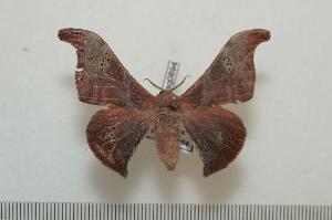  ( - BC-Basq0894)  @13 [ ] Copyright (2010) Patrick Basquin Research Collection of Patrick Basquin