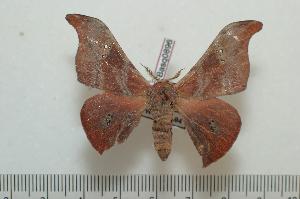  ( - BC-Basq0896)  @13 [ ] Copyright (2010) Patrick Basquin Research Collection of Patrick Basquin