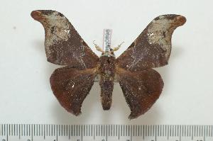  ( - BC-Basq0898)  @13 [ ] Copyright (2010) Patrick Basquin Research Collection of Patrick Basquin