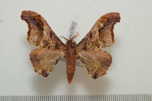  ( - BC-Basq0902)  @13 [ ] Copyright (2010) Patrick Basquin Research Collection of Patrick Basquin