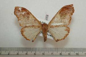  ( - BC-Basq0908)  @13 [ ] Copyright (2010) Patrick Basquin Research Collection of Patrick Basquin