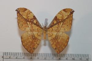  (Pselaphelia aurata - BC-Basq 2247)  @14 [ ] Copyright (2010) Patrick Basquin Research Collection of Patrick Basquin