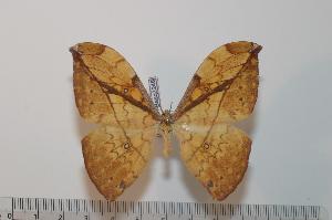  (Pselaphelia aurata - BC-Basq 2248)  @14 [ ] Copyright (2010) Patrick Basquin Research Collection of Patrick Basquin
