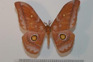 ( - BC-Basq 2308)  @12 [ ] Copyright (2010) Patrick Basquin Research Collection of Patrick Basquin