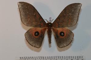  ( - BC-Basq 2370)  @14 [ ] Copyright (2010) Patrick Basquin Research Collection of Patrick Basquin