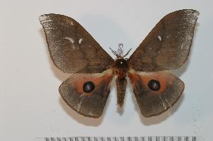  ( - BC-Basq 2371)  @13 [ ] Copyright (2010) Patrick Basquin Research Collection of Patrick Basquin