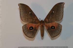  ( - BC-Basq 2372)  @14 [ ] Copyright (2010) Patrick Basquin Research Collection of Patrick Basquin