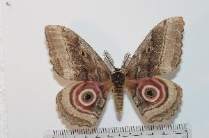  ( - BC-Basq 2392)  @14 [ ] Copyright (2010) Patrick Basquin Research Collection of Patrick Basquin