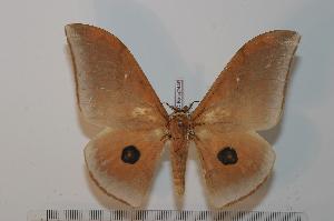  ( - BC-Basq 2449)  @14 [ ] Copyright (2010) Patrick Basquin Research Collection of Patrick Basquin