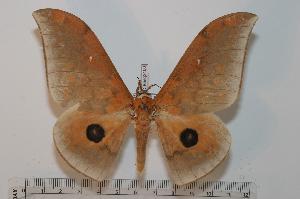  ( - BC-Basq 2450)  @14 [ ] Copyright (2010) Patrick Basquin Research Collection of Patrick Basquin