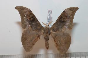  ( - BC-Basq 2455)  @14 [ ] Copyright (2010) Patrick Basquin Research Collection of Patrick Basquin