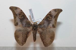  ( - BC-Basq 2456)  @14 [ ] Copyright (2010) Patrick Basquin Research Collection of Patrick Basquin