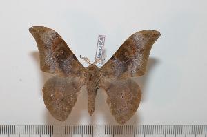  ( - BC-Basq 2458)  @14 [ ] Copyright (2010) Patrick Basquin Research Collection of Patrick Basquin