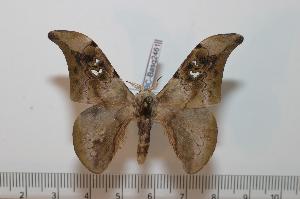  ( - BC-Basq 2461)  @14 [ ] Copyright (2010) Patrick Basquin Research Collection of Patrick Basquin