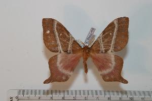  ( - BC-Basq 2469)  @12 [ ] Copyright (2010) Patrick Basquin Research Collection of Patrick Basquin