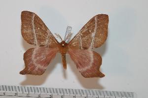  ( - BC-Basq 2470)  @12 [ ] Copyright (2010) Patrick Basquin Research Collection of Patrick Basquin