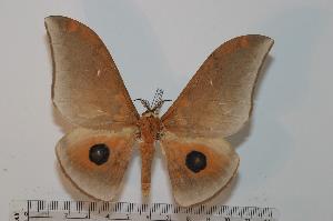  ( - BC-Basq 2502)  @14 [ ] Copyright (2010) Patrick Basquin Research Collection of Patrick Basquin