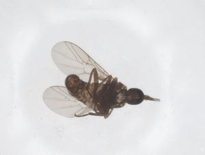  (Pseudoglabellula - CBG-A49637-E04)  @11 [ ] CreativeCommons - Attribution Share - Alike (2024) Centre for Biodiversity Genomics Centre for Biodiversity Genomics