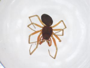  ( - CBG-A66853-G08)  @11 [ ] CreativeCommons - Attribution Share - Alike (2025) Centre for Biodiversity Genomics Centre for Biodiversity Genomics