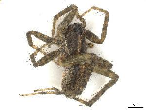  ( - CBG-A66964-F04)  @11 [ ] CreativeCommons - Attribution Share - Alike (2025) CBG Photography Group Centre for Biodiversity Genomics