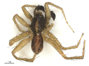  ( - CBG-A67020-H11)  @11 [ ] CreativeCommons - Attribution Share - Alike (2025) CBG Photography Group Centre for Biodiversity Genomics