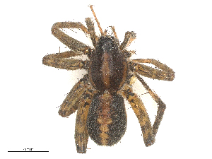  ( - CBG-A58680-H05)  @11 [ ] CreativeCommons - Attribution Share - Alike (2025) CBG Photography Group Centre for Biodiversity Genomics