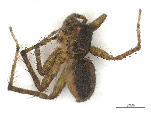  ( - CBG-A66964-H08)  @11 [ ] CreativeCommons - Attribution Share - Alike (2025) CBG Photography Group Centre for Biodiversity Genomics