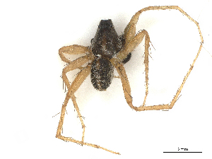  ( - CBG-A67021-C09)  @11 [ ] CreativeCommons - Attribution Share - Alike (2025) CBG Photography Group Centre for Biodiversity Genomics