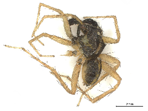  ( - CBG-A67021-C10)  @11 [ ] CreativeCommons - Attribution Share - Alike (2025) CBG Photography Group Centre for Biodiversity Genomics