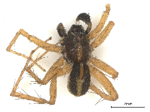  ( - CBG-A67021-D06)  @11 [ ] CreativeCommons - Attribution Share - Alike (2025) CBG Photography Group Centre for Biodiversity Genomics