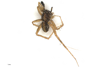  ( - CBG-A67022-B07)  @11 [ ] CreativeCommons - Attribution Share - Alike (2025) CBG Photography Group Centre for Biodiversity Genomics