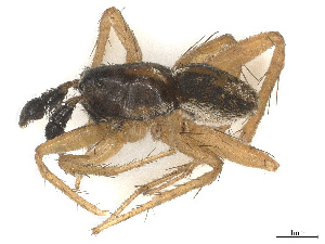  ( - CBG-A67810-F07)  @11 [ ] CreativeCommons - Attribution Share - Alike (2025) CBG Photography Group Centre for Biodiversity Genomics