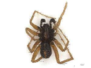  ( - CBG-A67810-G08)  @11 [ ] CreativeCommons - Attribution Share - Alike (2025) CBG Photography Group Centre for Biodiversity Genomics