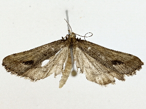  ( - BIOUG85486-C01)  @11 [ ] CreativeCommons - Attribution (2022) CBG Photography Group Centre for Biodiversity Genomics