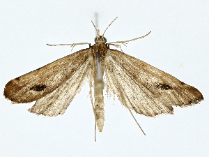  ( - BIOUG85486-C07)  @11 [ ] CreativeCommons - Attribution (2022) CBG Photography Group Centre for Biodiversity Genomics