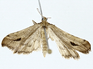  ( - BIOUG85486-C08)  @11 [ ] CreativeCommons - Attribution (2022) CBG Photography Group Centre for Biodiversity Genomics