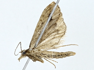  ( - BIOUG85486-C10)  @11 [ ] CreativeCommons - Attribution (2022) CBG Photography Group Centre for Biodiversity Genomics