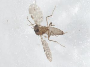  ( - BIOUG87553-E06)  @11 [ ] CreativeCommons - Attribution (2022) Centre for Biodiversity Genomics Centre for Biodiversity Genomics