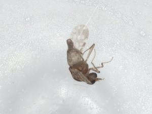  ( - BIOUG87579-B02)  @11 [ ] CreativeCommons - Attribution (2022) Centre for Biodiversity Genomics Centre for Biodiversity Genomics