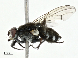  ( - BIOUG97789-A01)  @11 [ ] CreativeCommons - Attribution (2023) CBG Photography Group Centre for Biodiversity Genomics