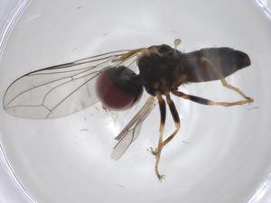  ( - BIOUG99148-H06)  @11 [ ] CreativeCommons - Attribution (2023) Centre for Biodiversity Genomics Centre for Biodiversity Genomics