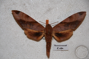  ( - BC-RBP-0471)  @13 [ ] Copyright (2010) Ron Brechlin Research Collection of Ron Brechlin
