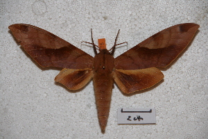  ( - BC-RBP-0475)  @13 [ ] Copyright (2010) Ron Brechlin Research Collection of Ron Brechlin