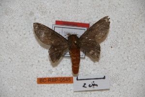  (Ptiloscola paraguayensis - BC-RBP-0545)  @12 [ ] Copyright (2010) Ron Brechlin Research Collection of Ron Brechlin