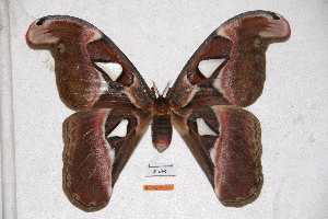  (Attacus erebus - BC-RBP-0566)  @14 [ ] Copyright (2010) Ron Brechlin Research Collection of Ron Brechlin