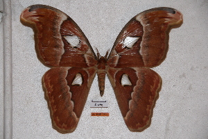  (Attacus crameri - BC-RBP-0570)  @15 [ ] Copyright (2010) Ron Brechlin Research Collection of Ron Brechlin